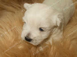 Westie puppies