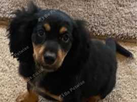 READY NOW Cocker spaniel BOY