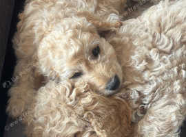 Last little Cockerpoo pup left looking for his forever home still due to timewasters.