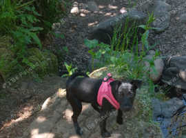 15 weeks old girl patterdale terrier
