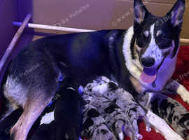 READY to go! Merle and tri collies