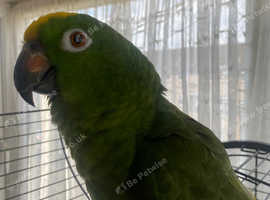 The yellow-naped Amazon