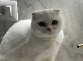 Scottish Fold