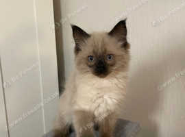 Ragdoll kittens