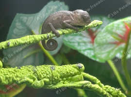Panther chameleons (nosey faley)