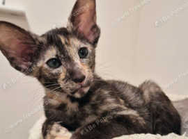 Chocolate tortie oriental Gccf registered kittens.