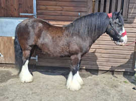 13.2hh cob gelding 11 years old