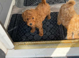 Red miniature poodle