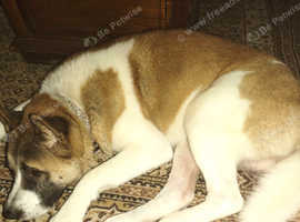 Japanese akita hot sale x staffy