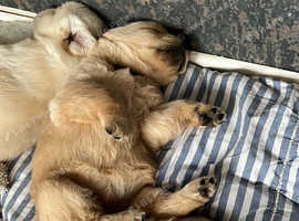 Fluffy Goldador puppies