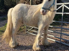Lovely palomino cob gelding