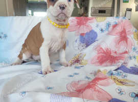 Puppies *American Staffordshire terrier* IKC reg