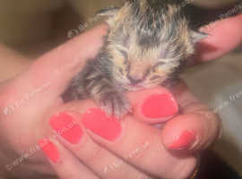 Bengal kittens for sale