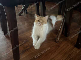Domestic long haired