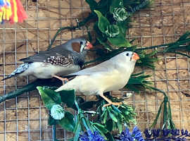Zebra finch