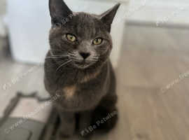 Korat cat