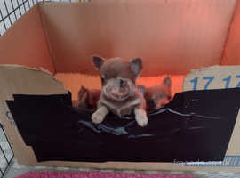 Chihuahua dogs for stud in Liverpool