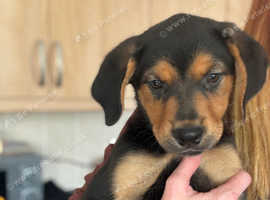 Rottweiler x polish hound x