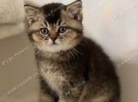 8 week old male Kitten
