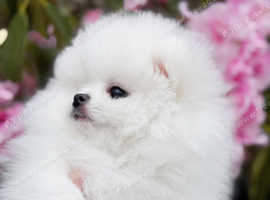 White kc registered  puppy Pomeranian boy