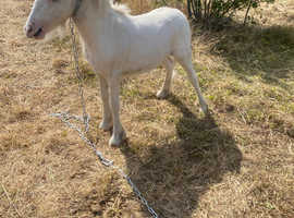 Colt for sale cob x cross