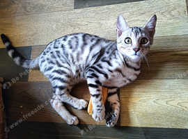 PURE G5 / F5 Bengal Kittens Latest Colours Silver Blue Charcoal, Brown Charcoal