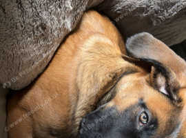 Cane Corso X Belgian Malinois