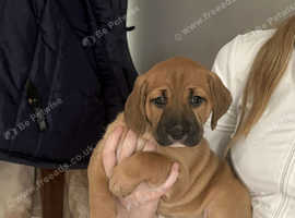 dutch shepherd beagle mix pups for sale!