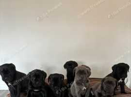 Cane corso Italian mastiff