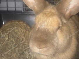 Very tame/calm bunny rehome