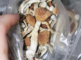 Golden teacher and other trips in stock