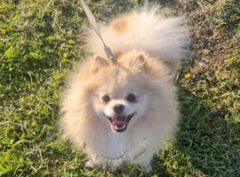Beautiful cream/white pomeranian