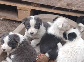 Border collies