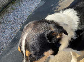 Border collie