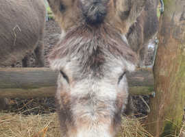Little Jenny Donkey