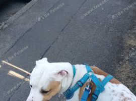 American bulldog X staff