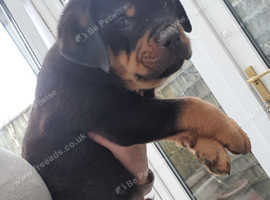 Rottweiler puppies available last 3