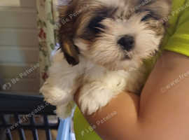 Shih tzu puppie female