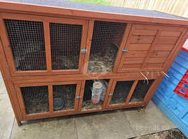 Rabbits for rehome