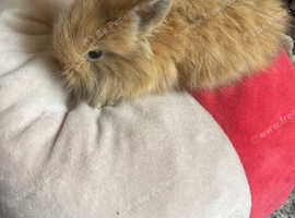 A litter of lion lops and 1 Himalayan lion head