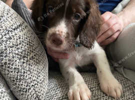 Older springer best sale spaniels for sale