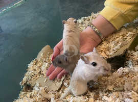 Baby Gerbils for sale