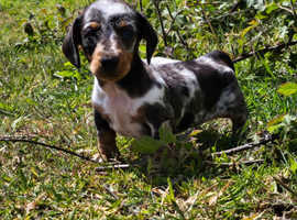 3 well bred Daxies girls pups