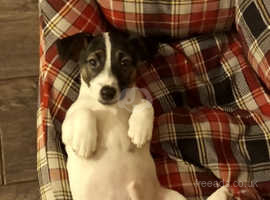Gorgeous Jack Russell Boys -ONLY ONE LEFT!