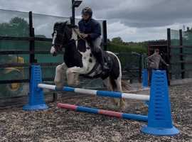 Very sweet two 4yr old Cob mare ponies