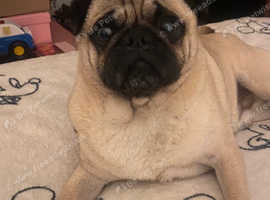 Beautiful stunning loyal boy pug