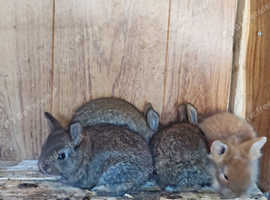 Lionhead rabbit babies