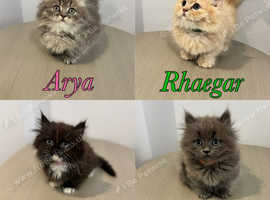 Minuet Persian Munchkins - Tiny legged rughuggers