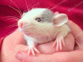 Baby dumbo rats