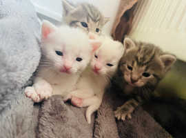 Pure white and grey mearl mix kittens for sale